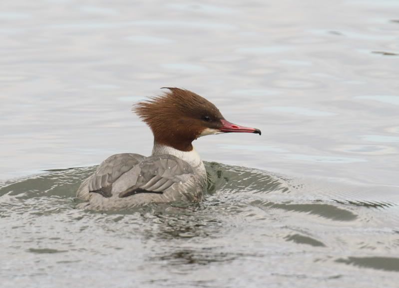 IMAGE: http://i65.photobucket.com/albums/h238/madasscivic/IMG_1926.jpg