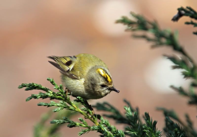 IMAGE: http://i65.photobucket.com/albums/h238/madasscivic/IMG_2247copy.jpg