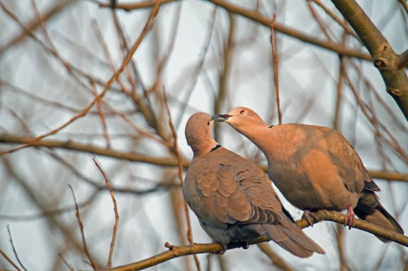 IMAGE: http://i65.photobucket.com/albums/h238/madasscivic/IMG_2480copy.jpg