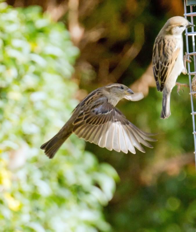 IMAGE: http://i65.photobucket.com/albums/h238/madasscivic/IMG_2562copy-1.jpg