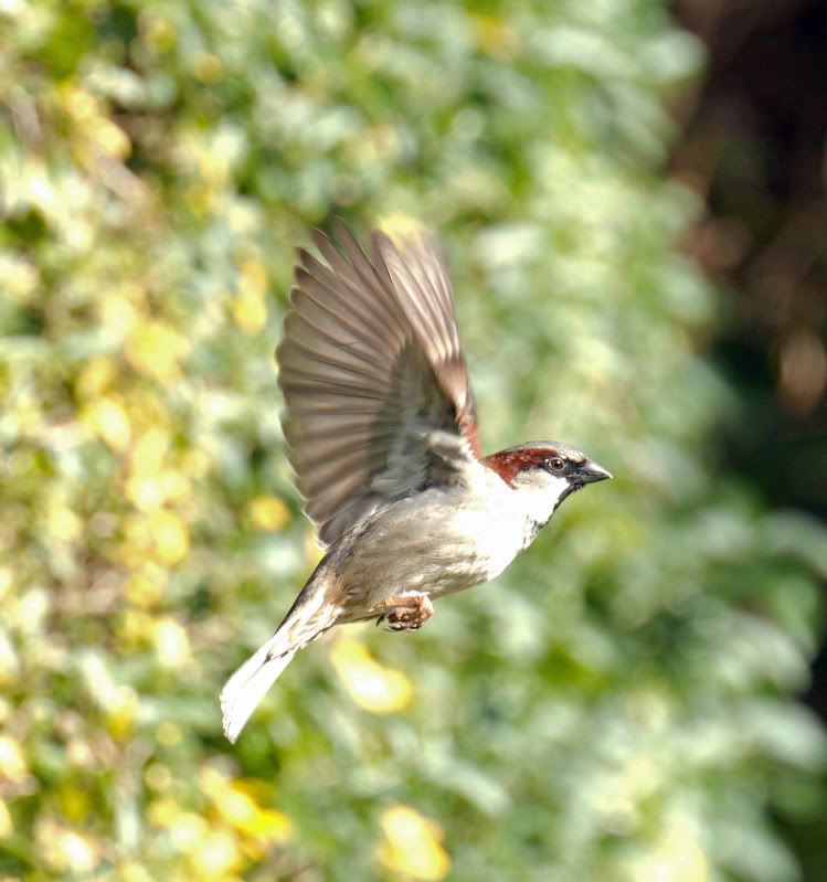 IMAGE: http://i65.photobucket.com/albums/h238/madasscivic/IMG_2577copy.jpg