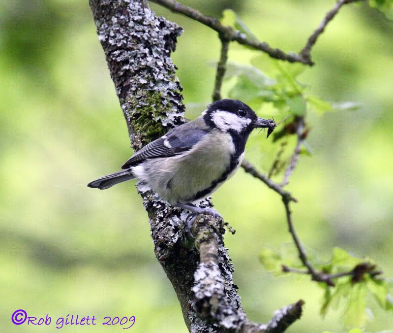 IMAGE: http://i65.photobucket.com/albums/h238/madasscivic/IMG_2636copy.jpg