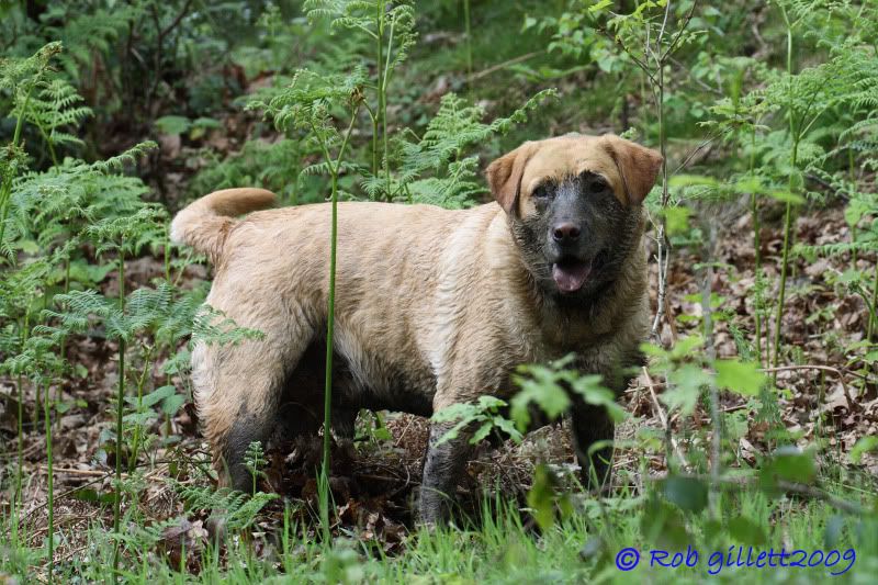 IMAGE: http://i65.photobucket.com/albums/h238/madasscivic/IMG_2691copy.jpg