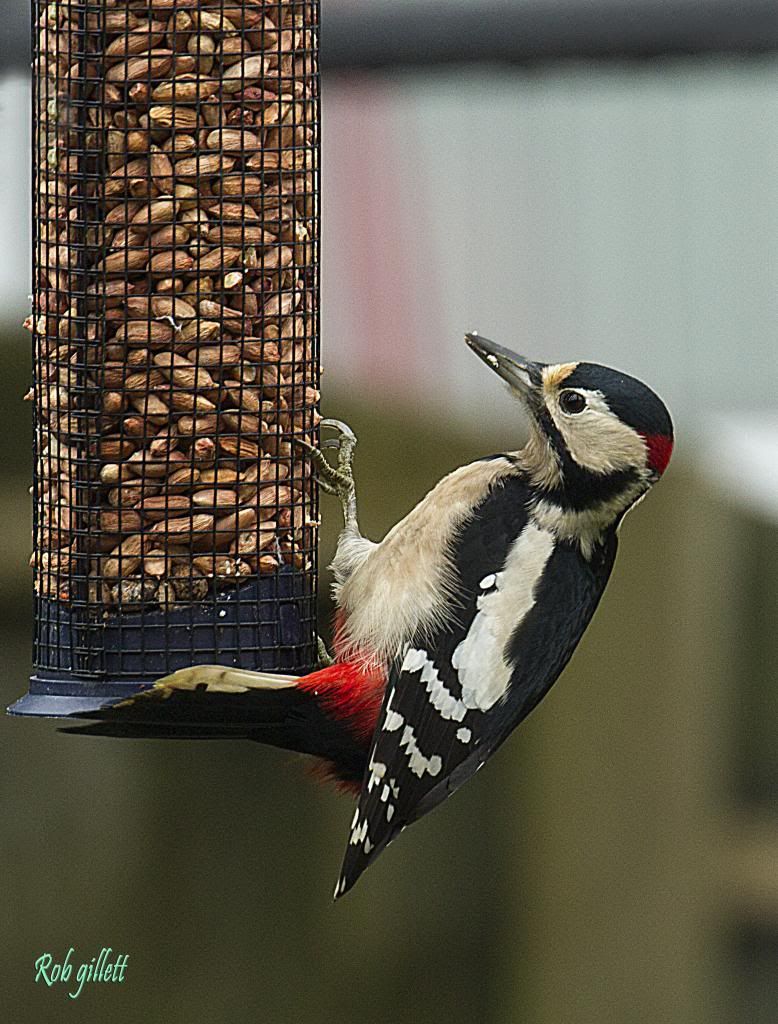 IMAGE: http://i65.photobucket.com/albums/h238/madasscivic/IMG_2948copy.jpg