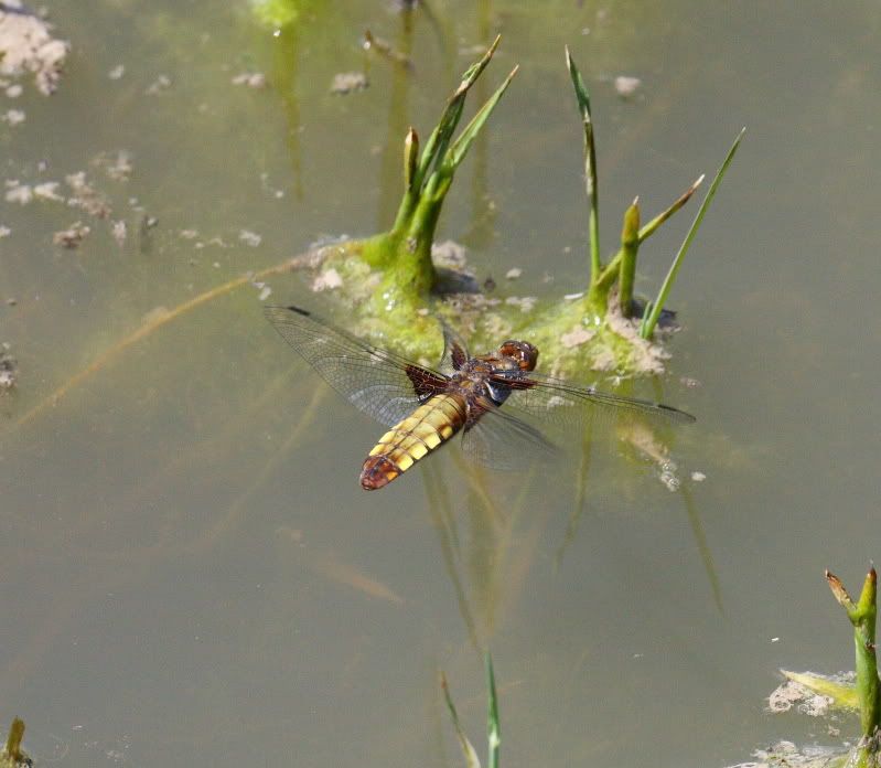 IMAGE: http://i65.photobucket.com/albums/h238/madasscivic/IMG_3103.jpg