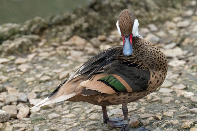 IMAGE: http://i65.photobucket.com/albums/h238/madasscivic/IMG_3545copy.jpg