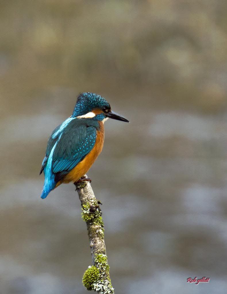 IMAGE: http://i65.photobucket.com/albums/h238/madasscivic/IMG_3611.jpg