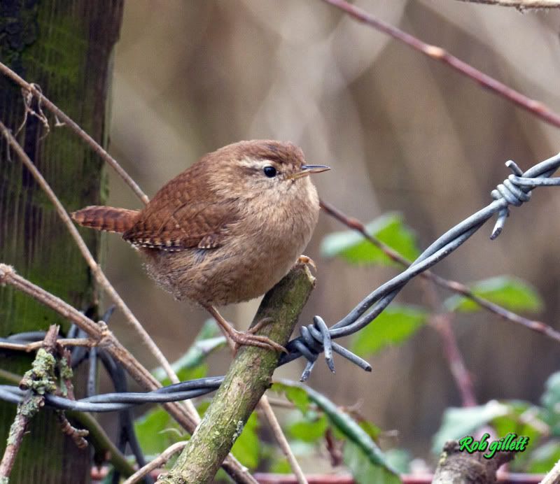 IMAGE: http://i65.photobucket.com/albums/h238/madasscivic/IMG_3750copycopy.jpg