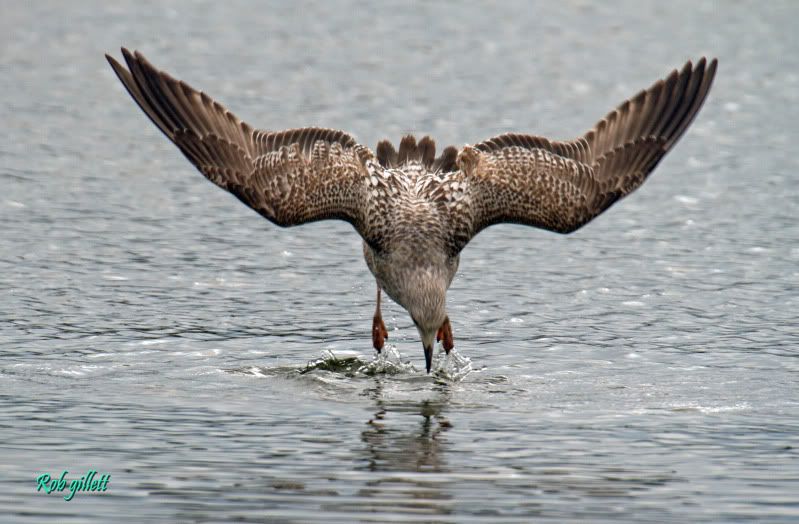 IMAGE: http://i65.photobucket.com/albums/h238/madasscivic/IMG_3962copy.jpg