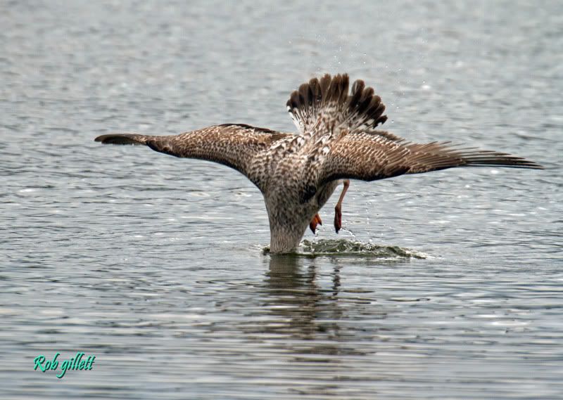 IMAGE: http://i65.photobucket.com/albums/h238/madasscivic/IMG_3967copy.jpg