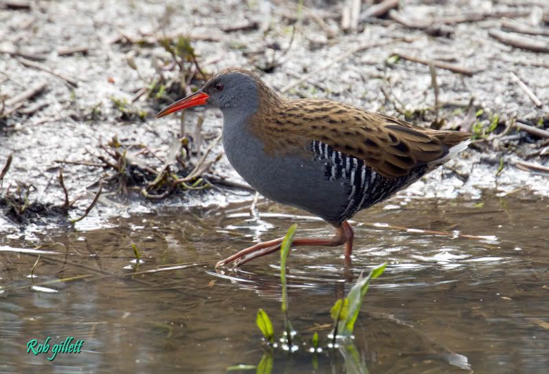 IMAGE: http://i65.photobucket.com/albums/h238/madasscivic/IMG_4037copy.jpg