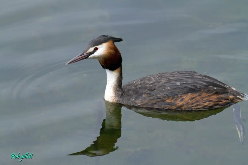 IMAGE: http://i65.photobucket.com/albums/h238/madasscivic/IMG_4334copy.jpg