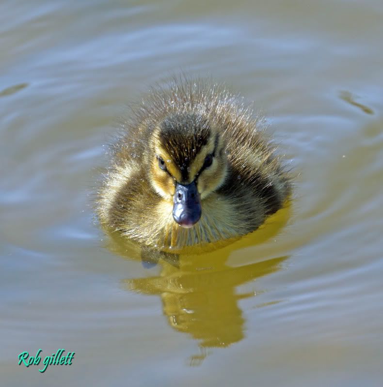 IMAGE: http://i65.photobucket.com/albums/h238/madasscivic/IMG_4502copy.jpg