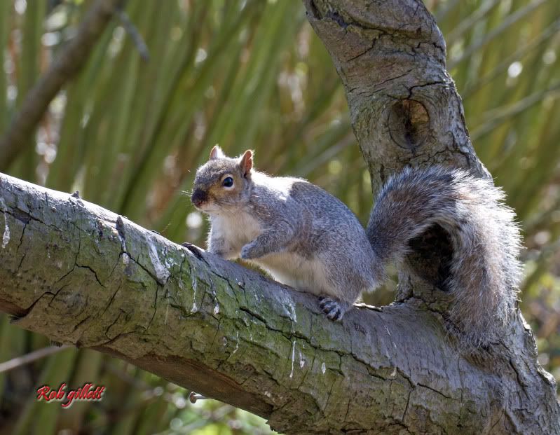 IMAGE: http://i65.photobucket.com/albums/h238/madasscivic/IMG_4613copy.jpg