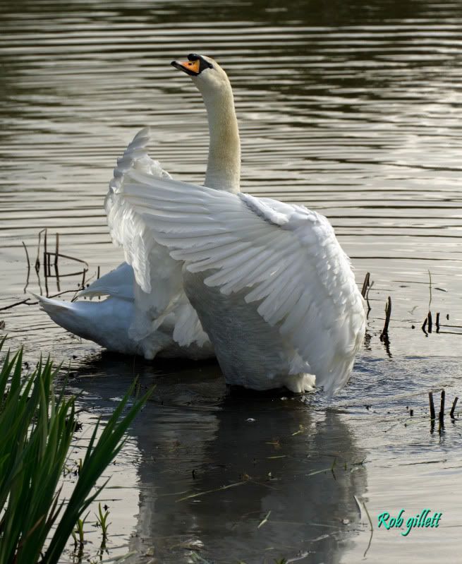 IMAGE: http://i65.photobucket.com/albums/h238/madasscivic/IMG_4638copy.jpg