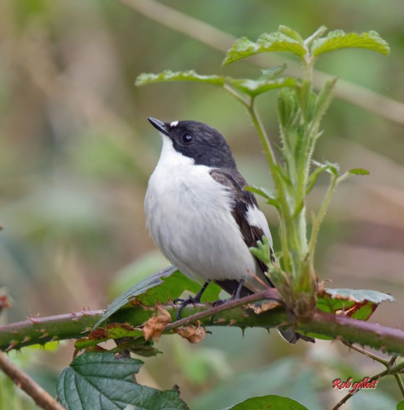 IMAGE: http://i65.photobucket.com/albums/h238/madasscivic/IMG_4886copy.jpg