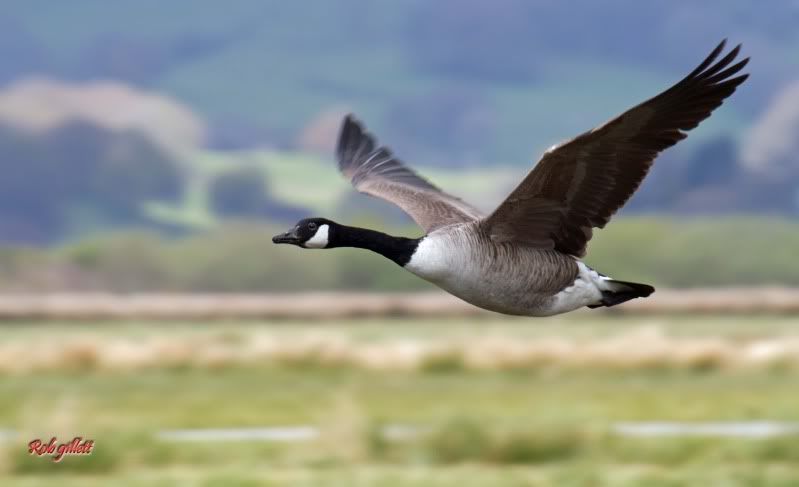 IMAGE: http://i65.photobucket.com/albums/h238/madasscivic/IMG_5072copy.jpg