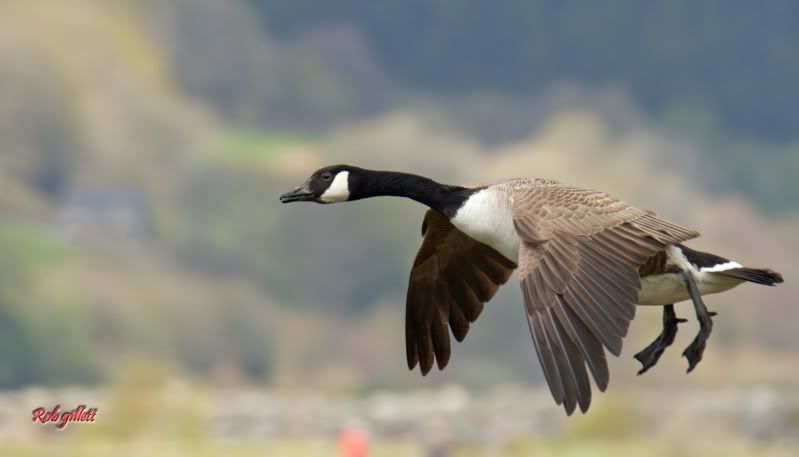 IMAGE: http://i65.photobucket.com/albums/h238/madasscivic/IMG_5075copy.jpg