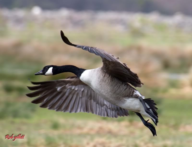 IMAGE: http://i65.photobucket.com/albums/h238/madasscivic/IMG_5079copy.jpg