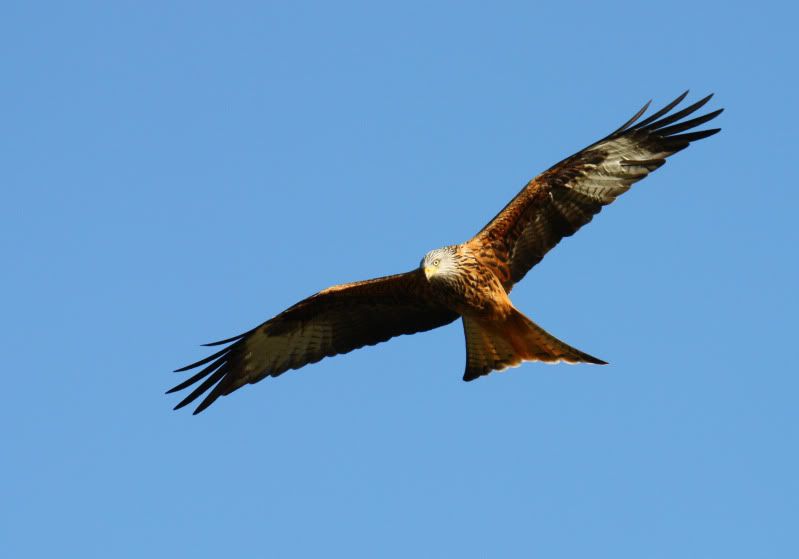 IMAGE: http://i65.photobucket.com/albums/h238/madasscivic/IMG_5383copy.jpg