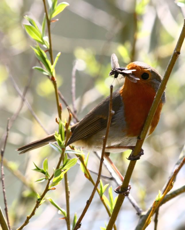 IMAGE: http://i65.photobucket.com/albums/h238/madasscivic/IMG_5826copy.jpg