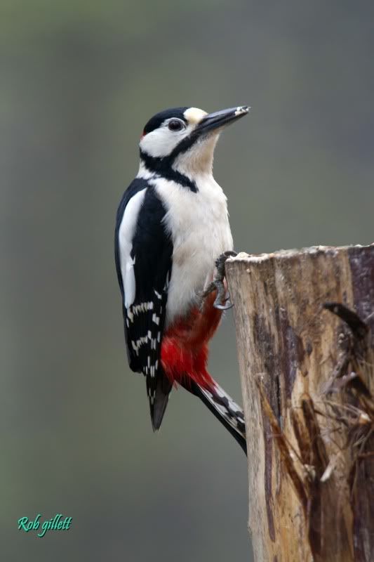 IMAGE: http://i65.photobucket.com/albums/h238/madasscivic/IMG_6101copy.jpg