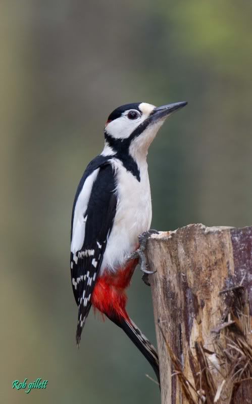 IMAGE: http://i65.photobucket.com/albums/h238/madasscivic/IMG_6159copy.jpg