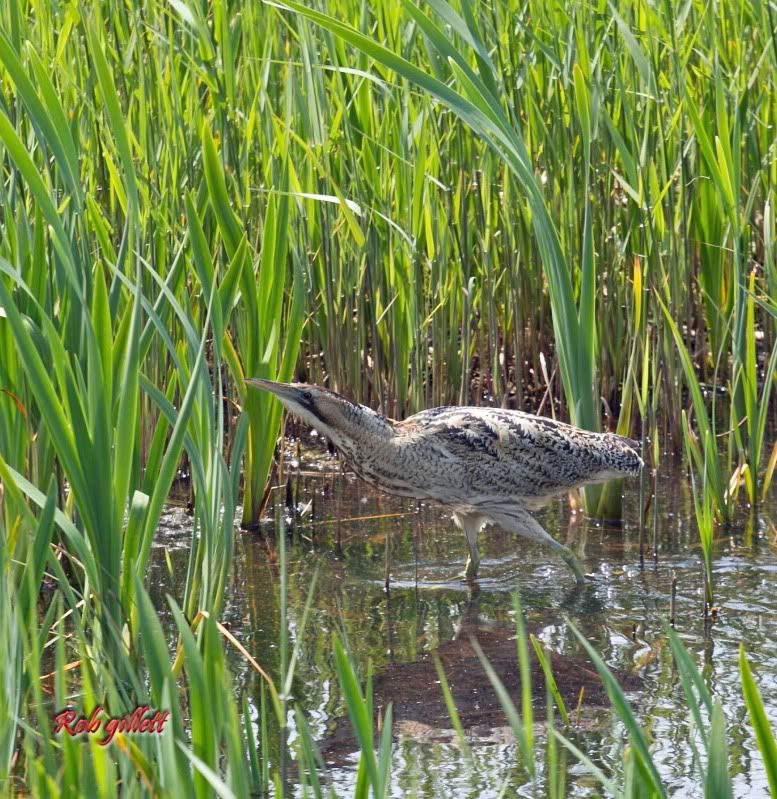 IMAGE: http://i65.photobucket.com/albums/h238/madasscivic/IMG_7704copy.jpg