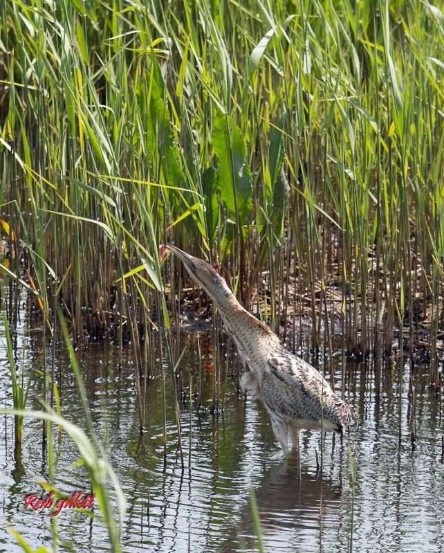 IMAGE: http://i65.photobucket.com/albums/h238/madasscivic/IMG_7785copy.jpg