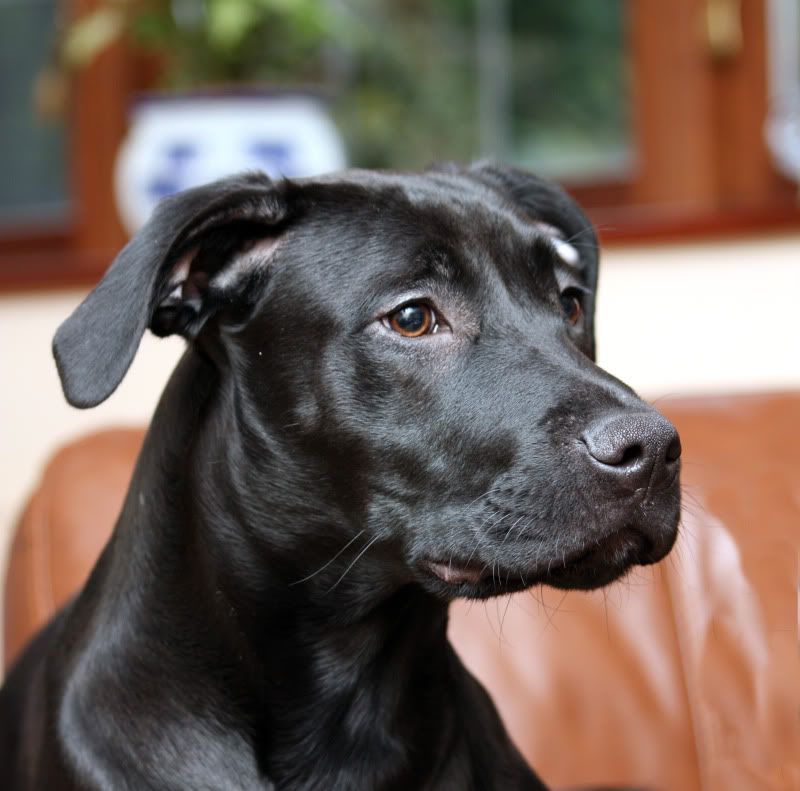 IMAGE: http://i65.photobucket.com/albums/h238/madasscivic/IMG_8599psdbertie1copy.jpg