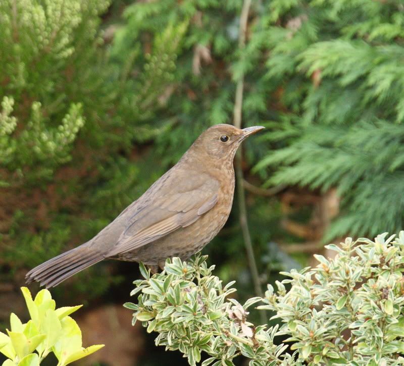 IMAGE: http://i65.photobucket.com/albums/h238/madasscivic/IMG_8707JPGcopy.jpg