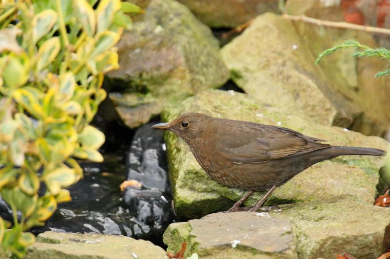 IMAGE: http://i65.photobucket.com/albums/h238/madasscivic/IMG_8714JPGcopy.jpg