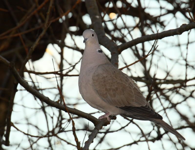 IMAGE: http://i65.photobucket.com/albums/h238/madasscivic/IMG_8755JPGcopy.jpg