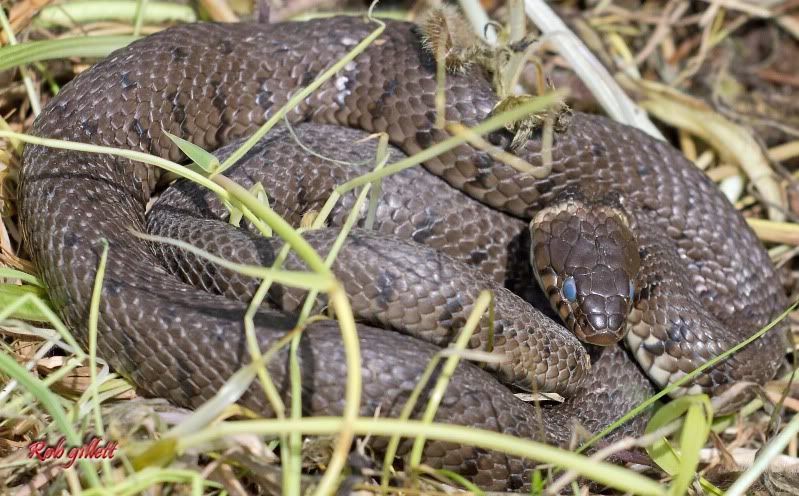 IMAGE: http://i65.photobucket.com/albums/h238/madasscivic/IMG_88571copy.jpg