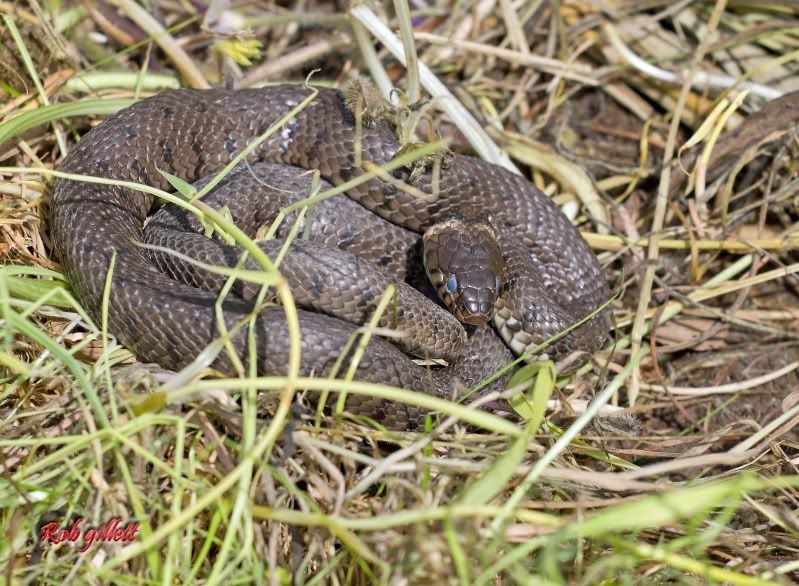 IMAGE: http://i65.photobucket.com/albums/h238/madasscivic/IMG_8857copy.jpg