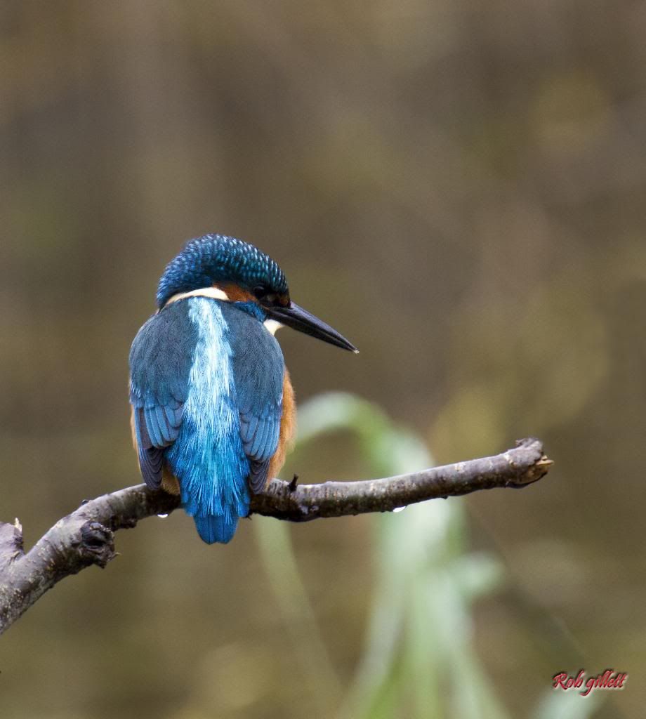 IMAGE: http://i65.photobucket.com/albums/h238/madasscivic/kingfisher5.jpg