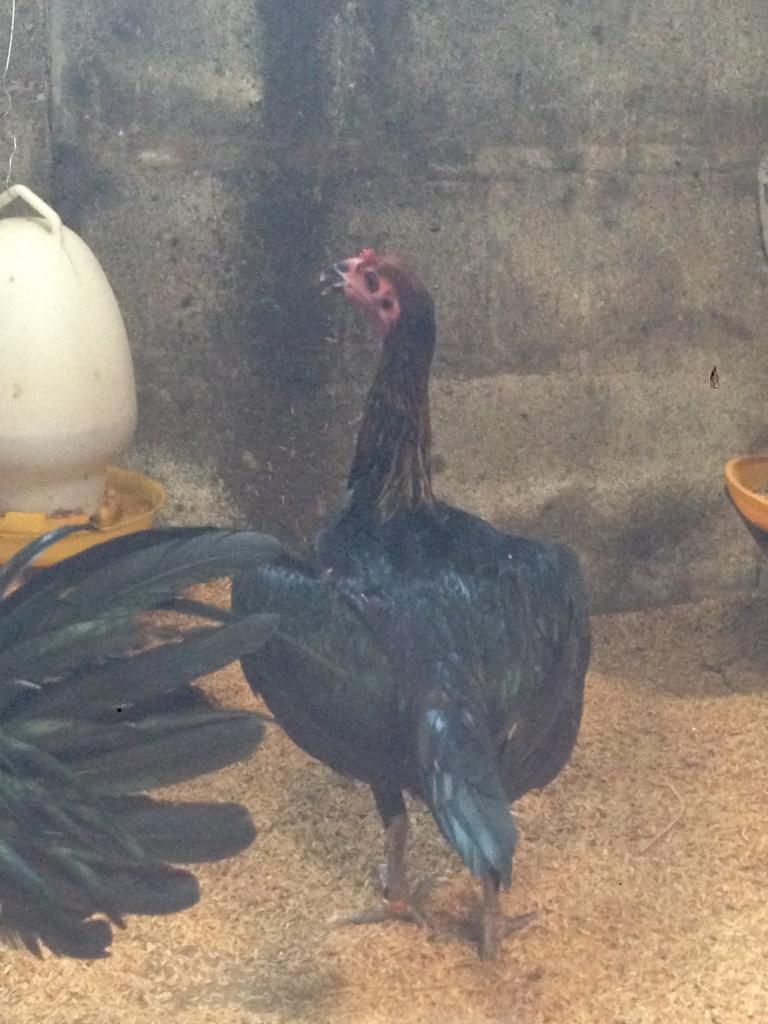 Gà peru con màu chuối va que - 6