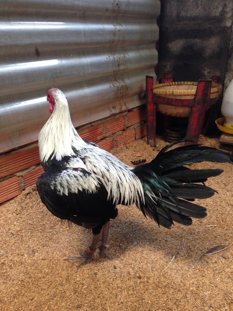 Gà peru con màu chuối va que - 4
