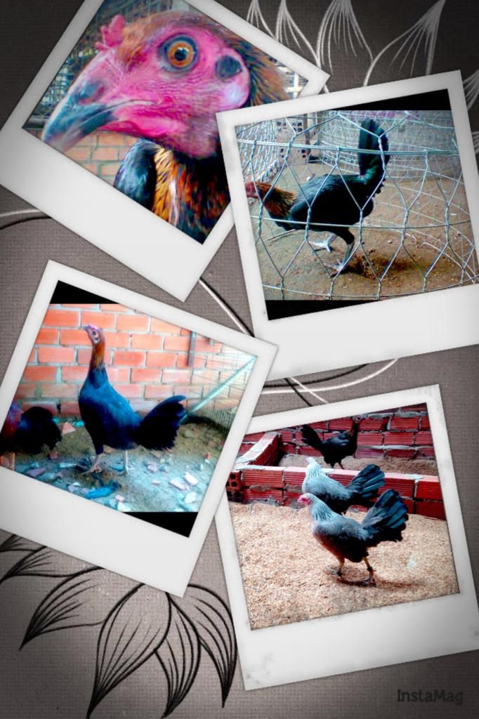 Bán gà con peru lai mỹ - 14