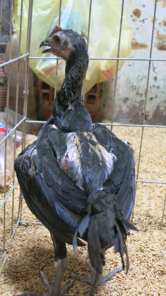 Gà peru con màu chuối va que - 12