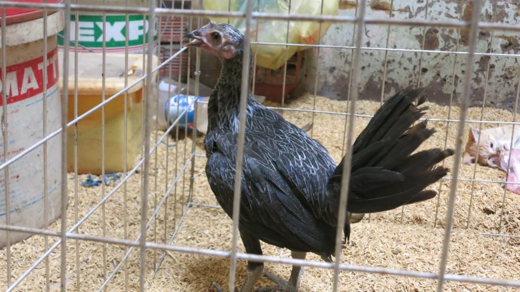 Gà peru con màu chuối va que - 17