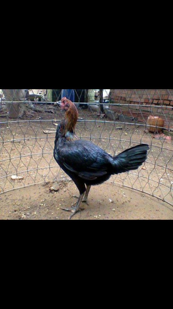 Gà peru con màu chuối va que - 8