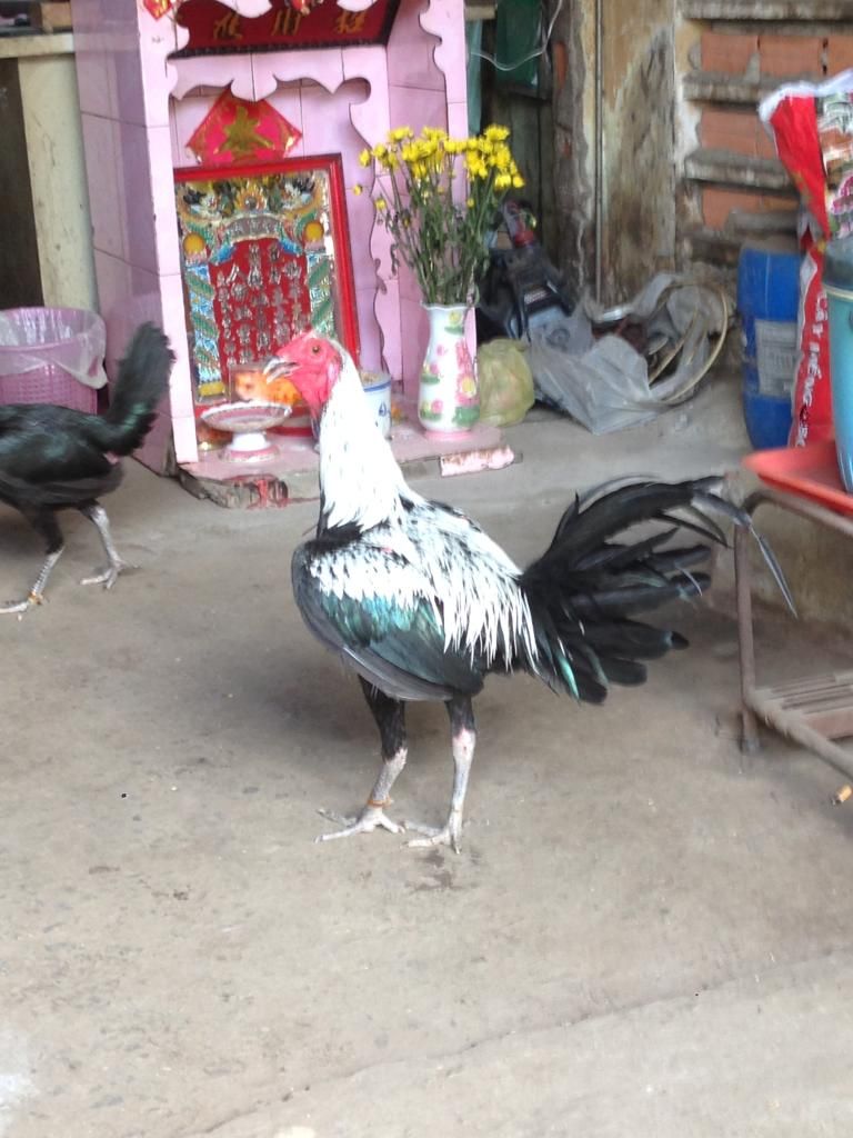 Gà peru con màu chuối va que - 2