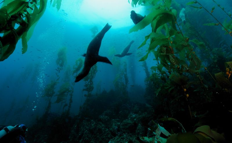 Diving7-31-10SantaBarbaraIsland062cropsm.jpg