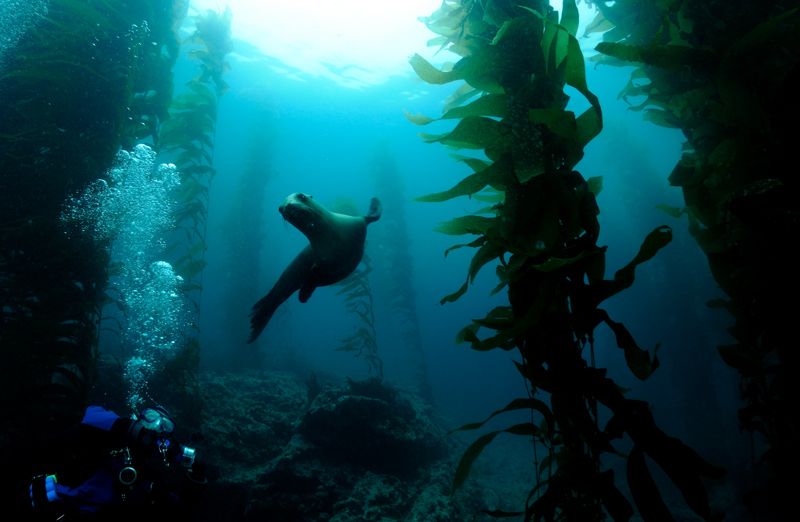 Diving7-31-10SantaBarbaraIsland100sm.jpg