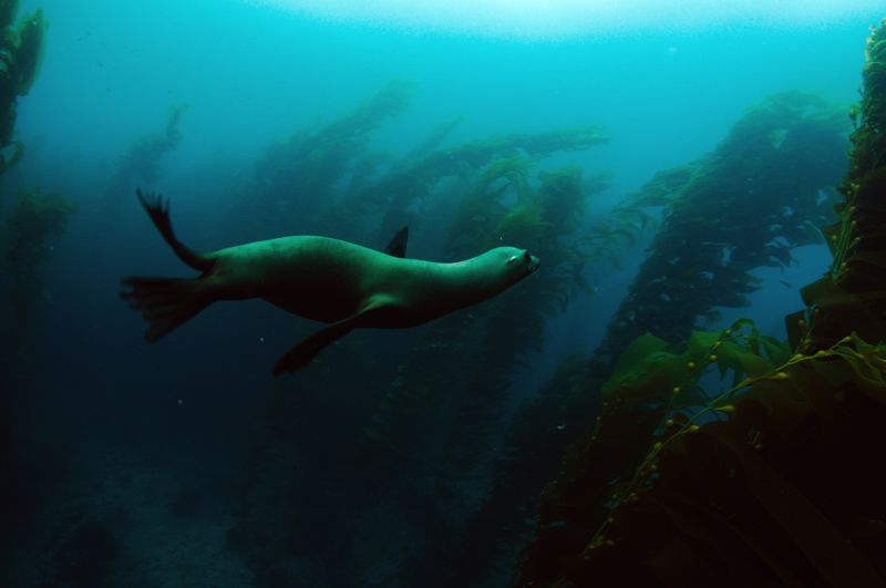 Diving7-31-10SantaBarbaraIsland140nxsm.jpg