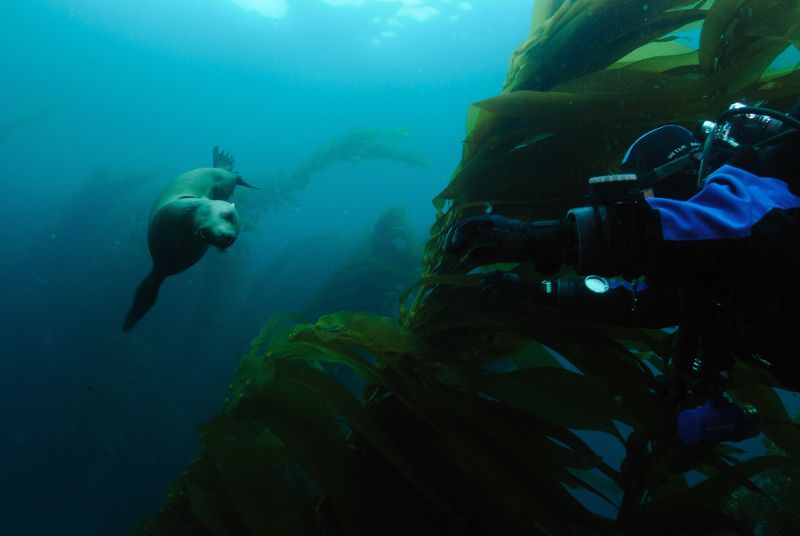 Diving7-31-10SantaBarbaraIsland145cropsm.jpg