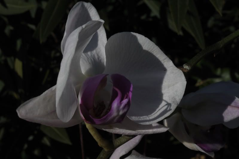 DSC_1568or.jpg