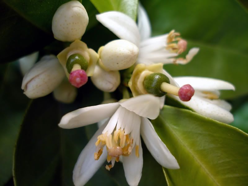 Flowers027sm.jpg