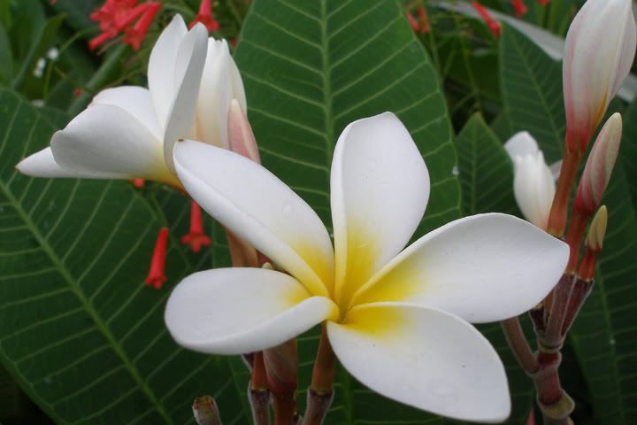 GrandCaymantopside10-12to10-15-0-3.jpg